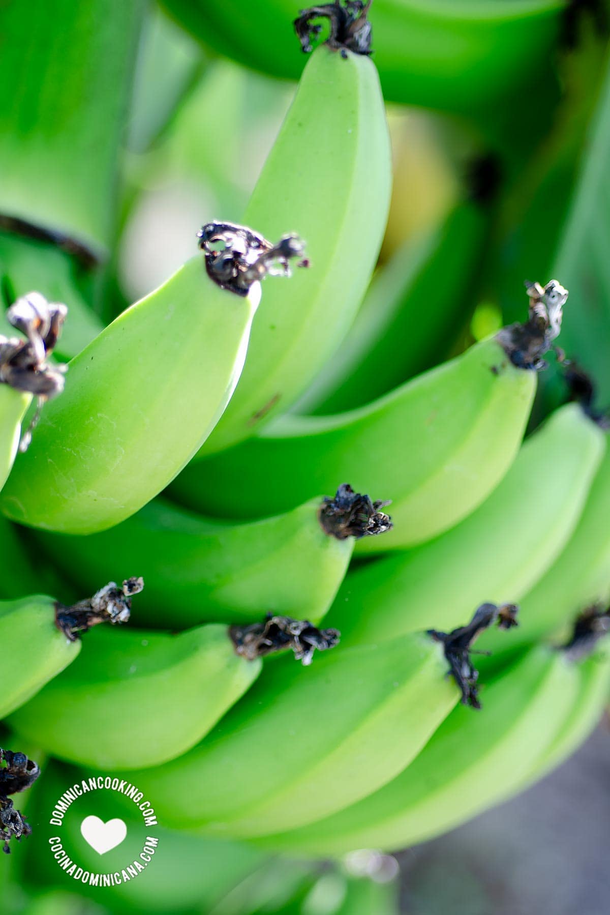 Guineo verde (green bananas).