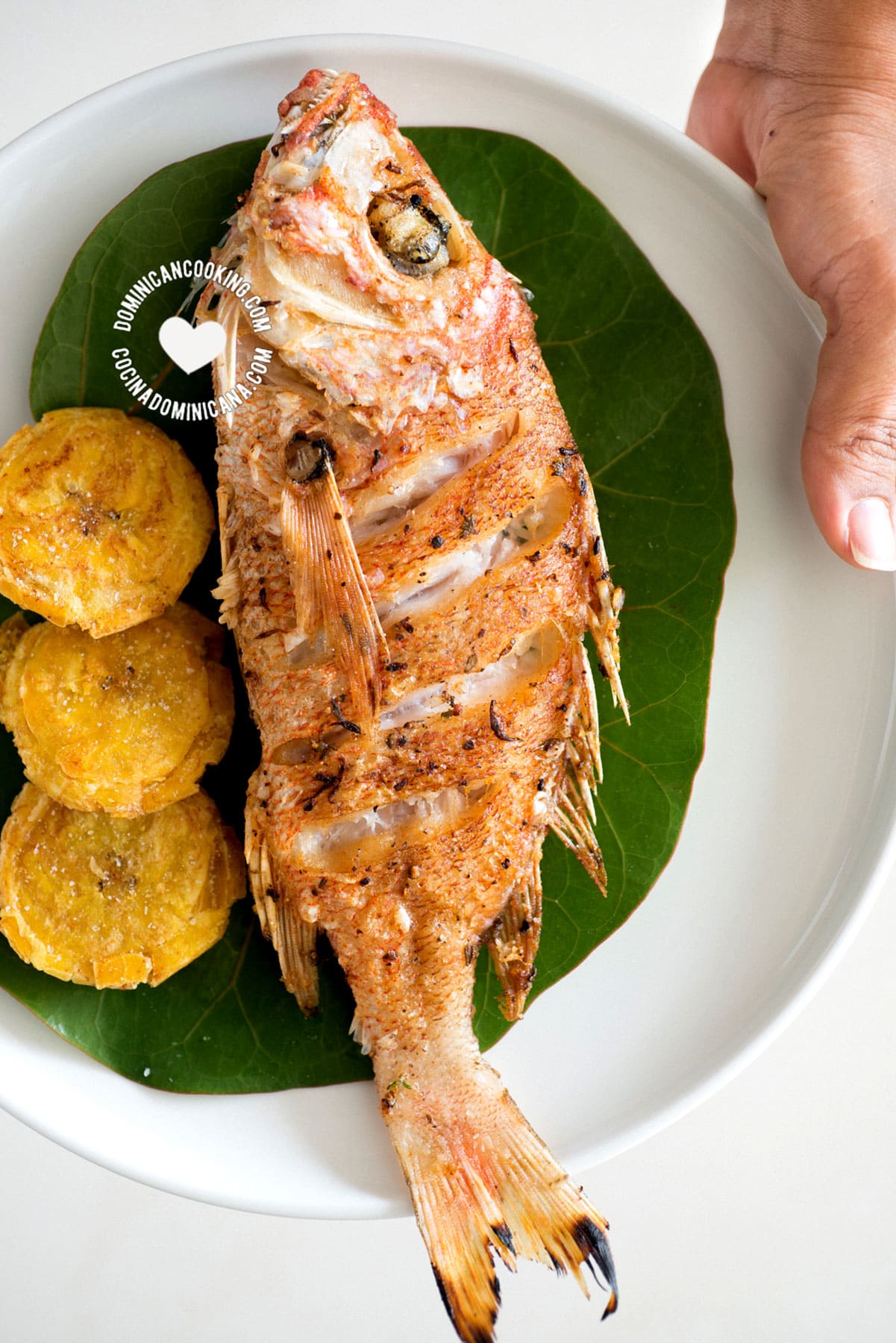 Pescado frito (fried fish) on plate held by hand.