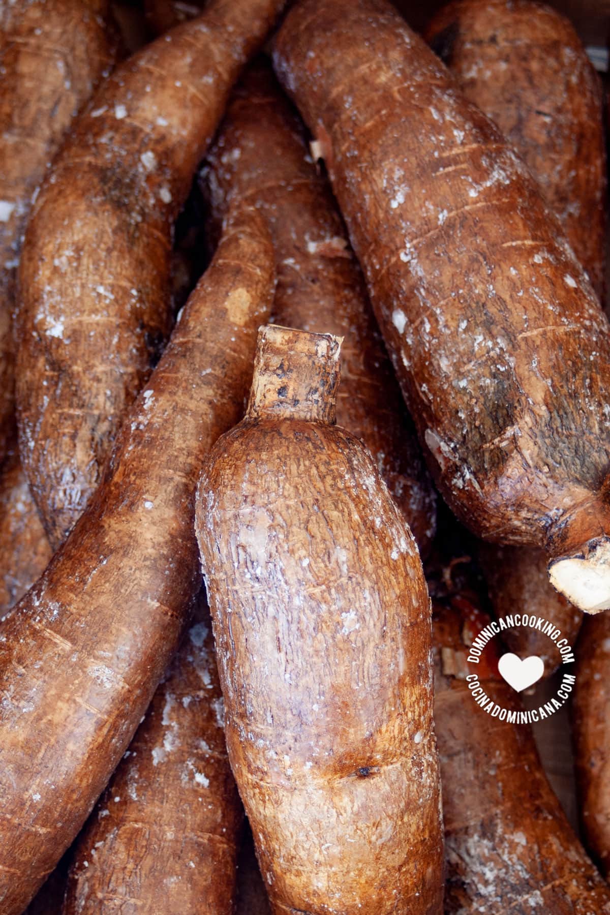 Yuca (cassava root).